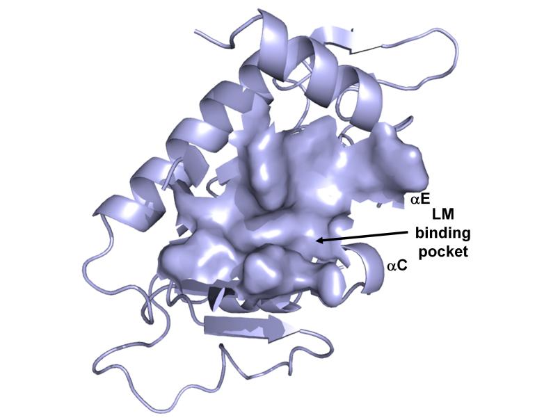 Laminin receptor