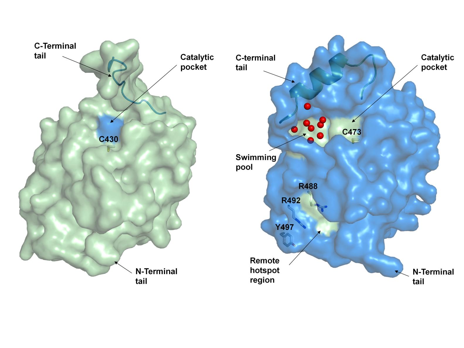 CDC25 Receptor